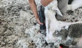 育肥羊爆料视频最新版,行业黑幕与真相大曝光